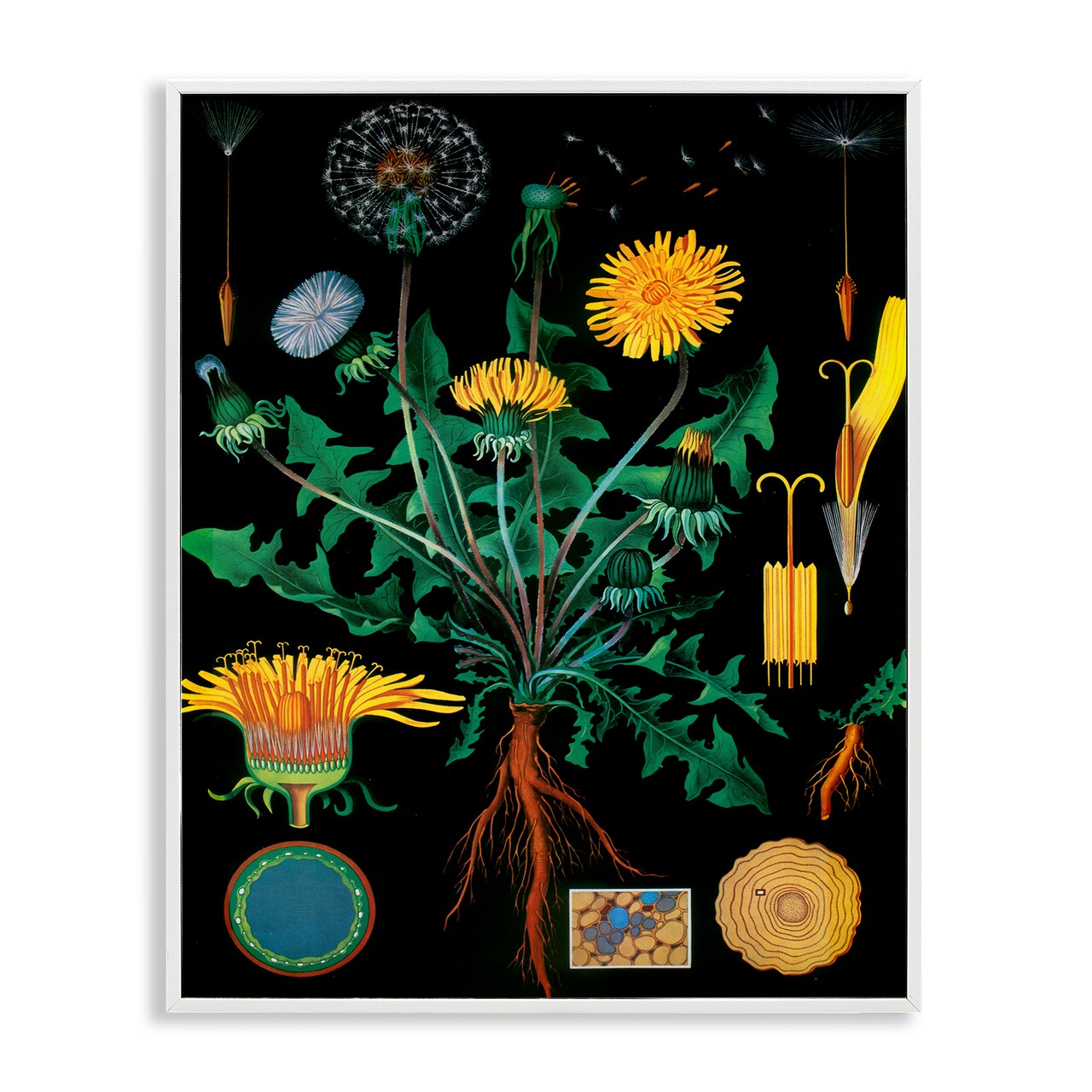 Stupell Industries Dandelion Botanical Illustration Framed Giclee, design by Vintage Hustle